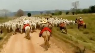 Tião Carreiro e Pardinho  Travessia do Araguaia  Sertaneja Raiz [upl. by Aret]