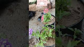 Verbena Flower  Verbena Plant Care  How To Grow Verbena Flowersshortsviralshortytshort [upl. by Dustman913]