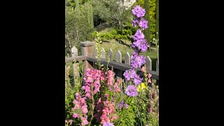 Unlock Natures Treasure 🌸 Ultimate Guide to Collecting Delphinium Seeds  Blossom Next Year [upl. by Bili]