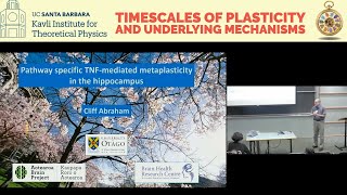 Pathwayspecific TNFmediated metaplasticity in the hippocampus ▸ Cliff Abraham U Otago [upl. by Enywtna]