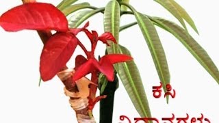 Grafting Techniques Kannada [upl. by Sualk]