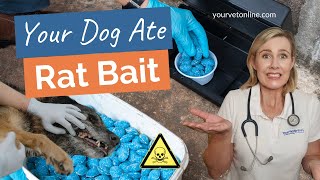 What To Do If Your Dog Ate Rat Bait 😭  Instructions  Your Vet Online [upl. by Odnam]