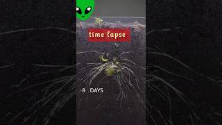 plant growth time lapse garden challenge plantgrowth timelapse shorts trending viralvideo [upl. by Ileane]