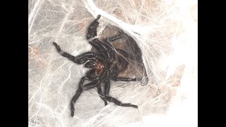 Funnel Web Spider Macrothele Calpeiana Feeding [upl. by Wilmer]