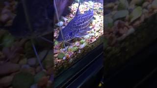 My full grown Pictus Catfish [upl. by Oal]