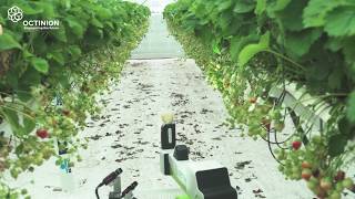 Prototype Octinion Strawberry picking robot [upl. by Eversole]