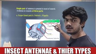 Insect Antennae JRF Entomology Demo 4  By Verma sir  Types of antennae  ICAR JRF Online classes [upl. by Emelyne]