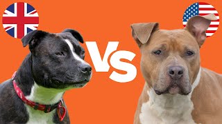 Staffy Bull Terrier vs Amstaff 6 KEY DIFFERENCES [upl. by Noreht468]