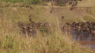 Masai Mara  Great Migration [upl. by Akinod54]