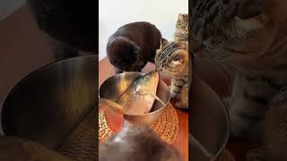 Balıklar ve Kediler  Fish amp Cats balık fish kedi cats kiss shorts funny [upl. by Amice338]