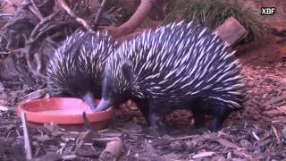 Full HD Equidna de musell curt Tachyglossus aculeatus [upl. by Reprah944]