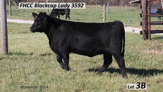 Lot 3B FHCC Blackcap Lady 3592 [upl. by Arukas]