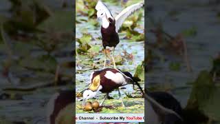 Jacanas [upl. by Boyce]