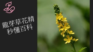 龍芽草花精  巴赫花精秒懂百科01  晶荷花精愛療癒 [upl. by Burger657]