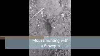 Blowgun Mouse hunting [upl. by Aoh]