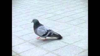 Pigeons Walking Slow Motion Animation Reference [upl. by Esnofla175]