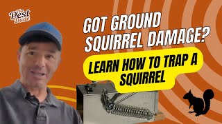 Ground Squirrel Damage How to trap a squirrel [upl. by Esyak]