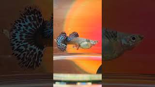 GUPPY FISH GIVING BIRTH 🥰👀💕shortscolourfish breeding joshguppyfishusa [upl. by Dorn]