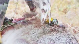 Tiercel Goshawk hunting Cottontails in slow motion [upl. by Yrelbmik900]