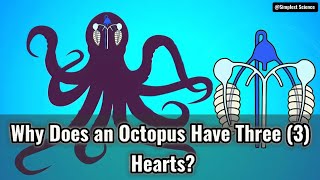 Why Does an Octopus Have Three 3 Hearts [upl. by Enaek]