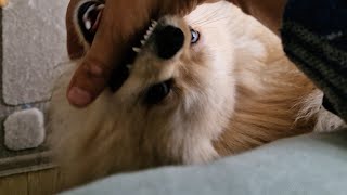 How to Stop Bruno the Jumping and Biting Pomeranian Spitz Puppy [upl. by Glad967]