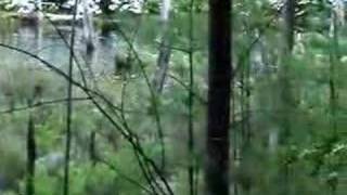 beaver chases dog out of pond [upl. by Nolyag]