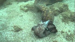 Moray Eels Fight to the Death [upl. by Lenes588]