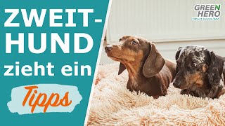 Zweithund Erfahrungen 🐕 10 Tipps für eine Zusammenführung von Hunden [upl. by Nerret]