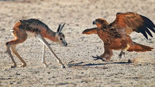 Abandoned Baby Buck gets Attacked by Eagles [upl. by Jona]