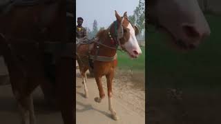 horse tamil [upl. by Anitsrihc]