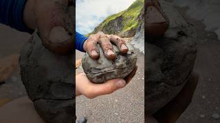 Fossil MULTIBLOCK Of Ammonites Dislodged From Shale [upl. by Gorga]