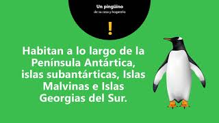 Todo lo que debes saber sobre el Pingüino Papúa [upl. by Erminna]