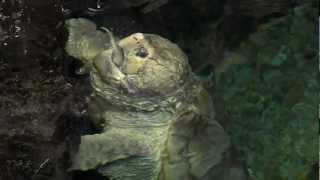 Alligator Snapping Turtle Feeding  Cincinnati Zoo [upl. by Dunning]