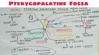 Pterygopalatine Fossa  Part 1  Diagram  Head and Neck Anatomy  TCML [upl. by Evelin132]