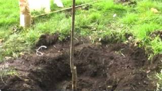 How To Plant Your New Fruit Tree [upl. by Earvin]