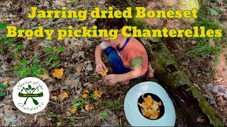 Jarring dried Boneset and Brody picking Chanterelles [upl. by Ayotal]