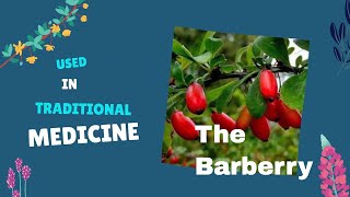 Barberry medicinal uses  How Barberry Can Benefit Your Health [upl. by Kinnie203]