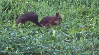 Ecureuils dans le jardin [upl. by Nitsur318]