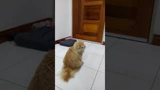 American Bobtail cat meow sound and hunting flying insect [upl. by Ellessig]