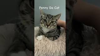 Penny the cat shorts cat funny [upl. by Auhsohey]