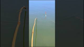 Fishing shorts video fishing [upl. by Rramal952]