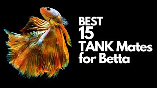 Top 15 Betta Tank Mates You Can Try explained  in 10 minutes [upl. by Hannazus]