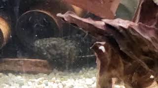 Ancistrus sp Wabenmuster spawning [upl. by Divine]