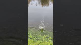 Algae splash nature water river outdoors [upl. by Matthew]