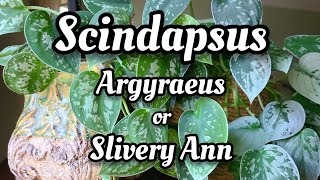 Scindapsus Pictus Silvery Ann v Scindapsus Pictus Argyraeus 🤍 how to tell them apart 🙃 [upl. by Hennebery]