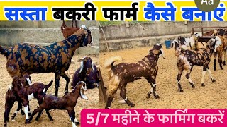 नौकरी न कर बकरीं पालन से कमाईं लाखों रुपए हर महीने How to Start Goat farmgoatfarmingDspgoatfarm [upl. by Corrine150]