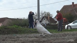 Bijeli golub  Novi kućni ljubimac kod Anice [upl. by Eelrak154]