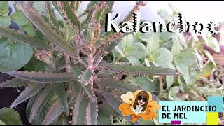 Kalanchoe Delagoensis 💚 Cuidados y Reproducción [upl. by Ykcaj]