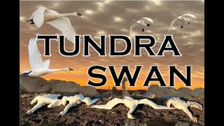 A MUST for Every Waterfowl Hunter  Bucket List Hunt for TROPHY Swans [upl. by Cayser546]