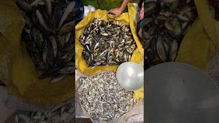 Small soil fish selling in market 😍🇧🇩soil fishing shorts [upl. by Allets]